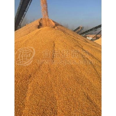 現金收購玉米麩皮大豆高粱淀粉次粉蕎麥等原料