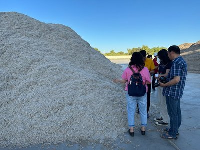棉籽蛋白產業潛力巨大,吸引科技型企業扎根新疆發展