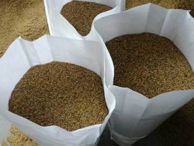 蠅蛆蛋白飼料|蠅蛆養殖技術