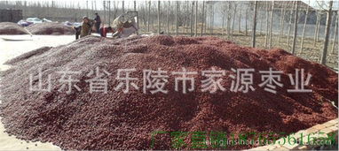 新型植物性飼料樂(lè)陵金絲小棗質(zhì)優(yōu)價(jià)廉