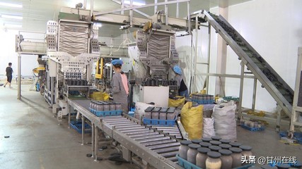 甘肅神農菇業:工廠化量產鹿茸菇 打造循環農業高質量發展模式