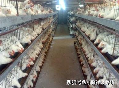分享 能讓肉雞快速長肉,又不影響品質的飼料配方